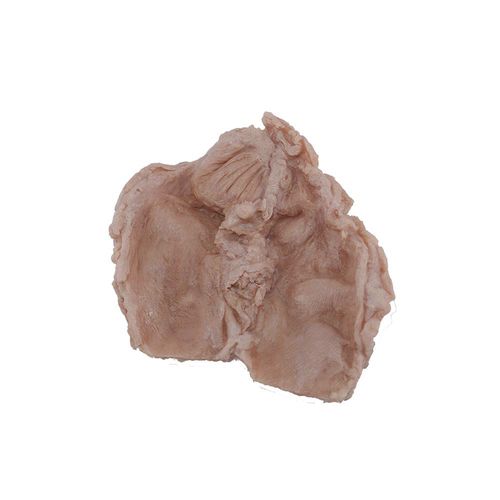 Modelo anatómico de duodeno - PX-003 - MeiWo Science - de formación / de silicona