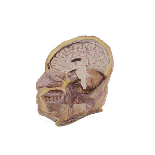 modelo anatómico de cabeza - MeiWo Science