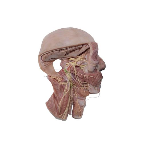 modelo anatómico de cabeza - MeiWo Science