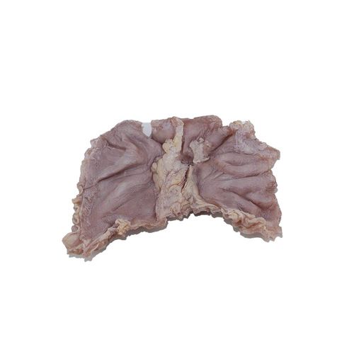 Modelo anatómico de estómago - PX-009 - MeiWo Science - para educación sanitaria / de formación / para el cáncer