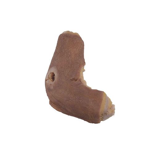 Modelo anatómico de húmero - PY-004 - MeiWo Science - para educación sanitaria / de formación / de silicona
