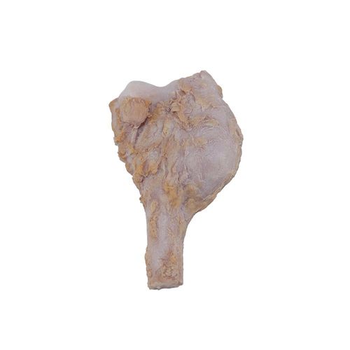 Modelo anatómico óseo - PY-002 - MeiWo Science - para educación sanitaria / de formación / de silicona