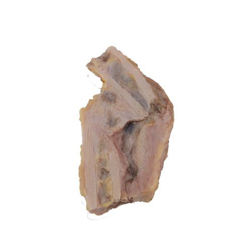 Modelo anatómico de hueso - PY-001 - MeiWo Science - para educación sanitaria / de formación / de silicona