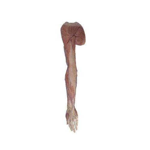 Modelo anatómico miembros superiores - RJ-005 - MeiWo Science - de formación / de silicona / con musculatura