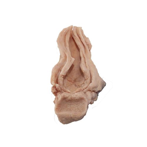 Modelo anatómico de esófago - PX-010 - MeiWo Science - de formación / para el cáncer / de silicona