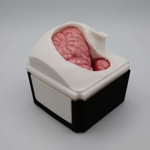 Simulador de formación - PterionalBox - UpSurgeOn - para atención general / quirúrgico / de neurocirugía