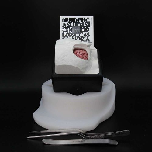 Simulador de formación - RetrosigmoidBox - UpSurgeOn - quirúrgico / de neurocirugía / de anatomía