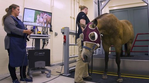 Tomografía computarizada veterinaria para équidos - EQUINA® - Asto CT