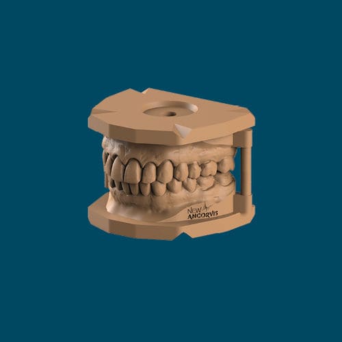 Modelo anatómico de encías - NEW ANCORVIS S.r.l - para odontología / de resina