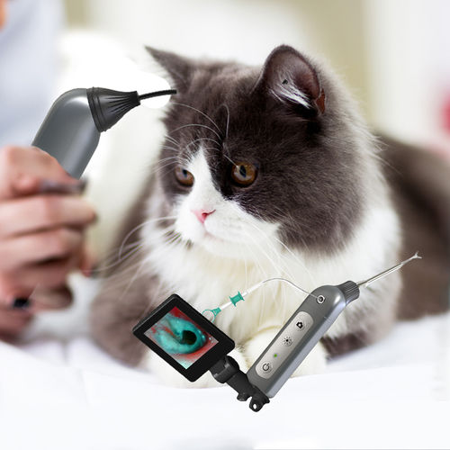 Otoscopio veterinario vídeo - JZVet-CH02 - JZ Biotech - para animales pequeños / para animales grandes / para animales de compañía