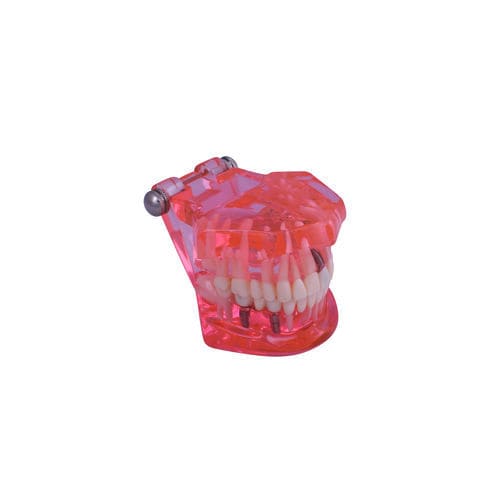 Modelo anatómico de encías - #A26 - CavoMed / 3D Dental - de dentadura / de canal radicular / de enfermedades de los dientes