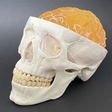 Modelo anatómico de cráneo - AM10BM  - Samed - de sien / de cerebro / de neurocirugía