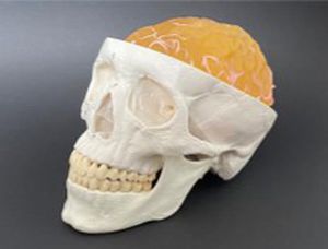 Modelo anatómico de cráneo - AM20BM  - Samed - craneal / de cerebro / de neurocirugía