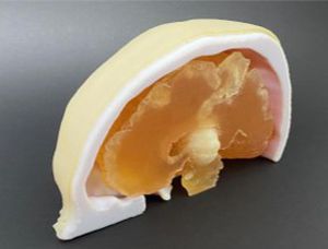 Modelo anatómico de cráneo - AM30BM  - Samed - de cerebro / de neurocirugía / de formación