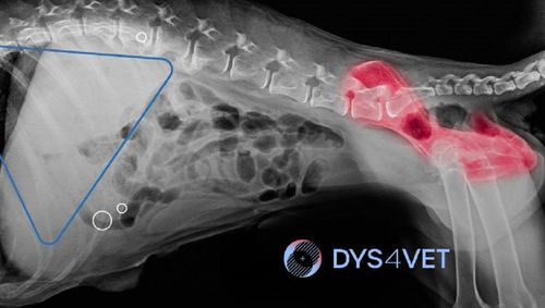 Software veterinario - DYS4VET 10  - Blue Surgical Instruments - de cadera / con inteligencia artificial