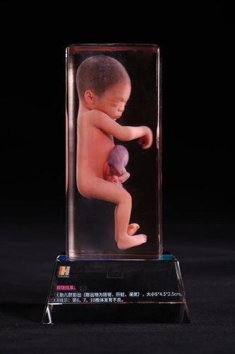modelo anatómico cuerpo - Shandong Digihuman Technology CO., Inc.
