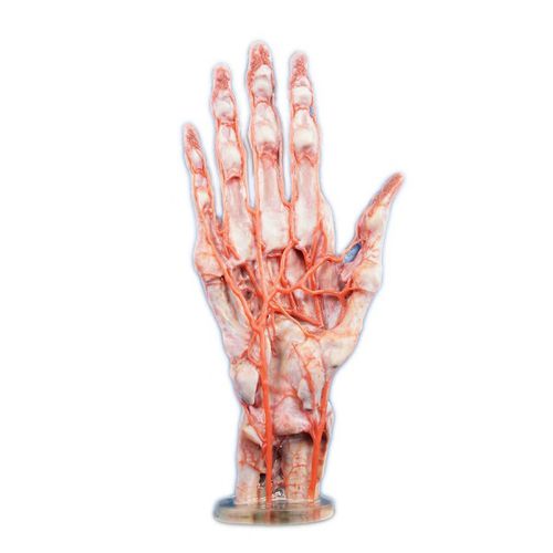 modelo anatómico de mano - Shandong Digihuman Technology CO., Inc.