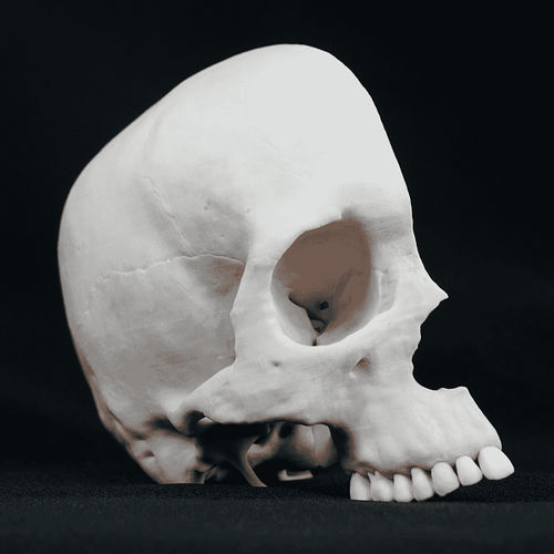 Modelo anatómico de cráneo - Shandong Digihuman Technology CO., Inc. - de formación / blanco