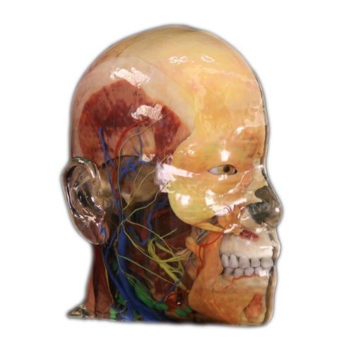 Modelo anatómico de cabeza - Shandong Digihuman Technology CO., Inc. - de formación / de resina / con vasos sanguíneos