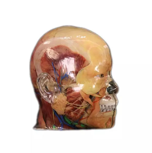 Modelo anatómico de cara - Shandong Digihuman Technology CO., Inc. - de formación / de resina / con vasos sanguíneos