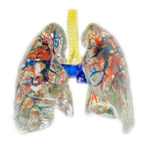 Modelo anatómico de pulmón - Shandong Digihuman Technology CO., Inc. - de bronquios / arteria pulmonar / vena pulmonar