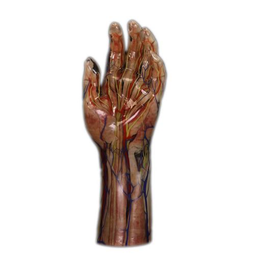 modelo anatómico de mano - Shandong Digihuman Technology CO., Inc.