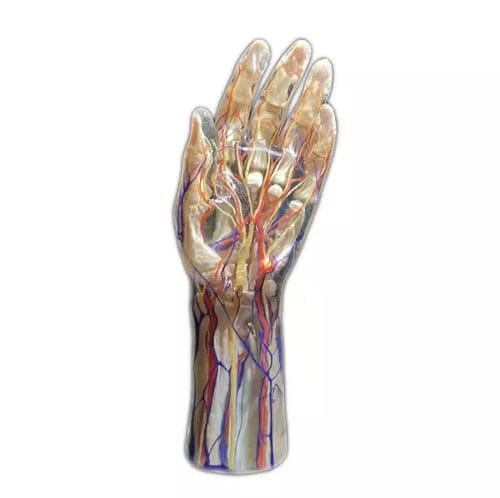 Modelo anatómico de mano - Shandong Digihuman Technology CO., Inc. - de formación / de accidente cerebrovascular / de resina