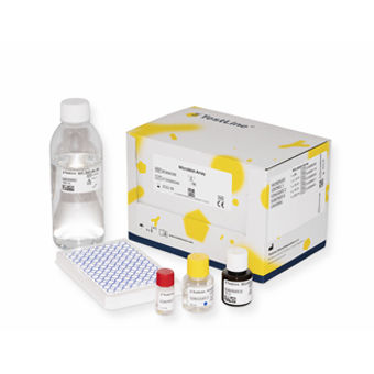 Kit de prueba de IgG - HSGMA48 - TestLine Clinical Diagnostics - HSV / de suero / por plasma