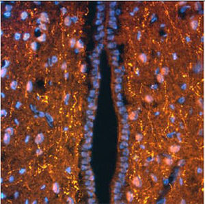 Reactivo IgG - RA21005  - Neuromics - para la investigación científica / para inmunohistoquímica / para inmunofluorescencia