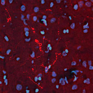 Reactivo para beta-endorfina - RA21004 - Neuromics - anticuerpo policlonal / IgG / para la investigación científica