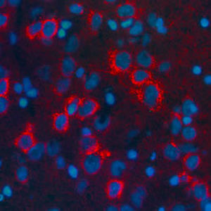 Reactivo para beta-lipotropina - RA21003 - Neuromics - IgG / para la investigación científica / para inmunohistoquímica
