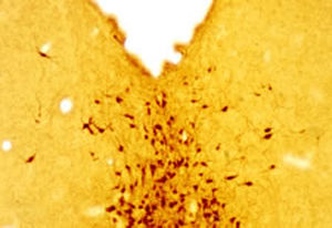 Reactivo para serotonina - GT20079 - Neuromics - IgG / para western blot / para inmunohistoquímica