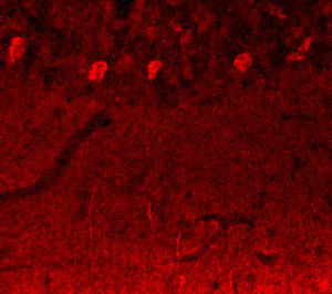 Reactivo IgG - RA19070 - Neuromics - para la investigación científica / para western blot / para inmunohistoquímica