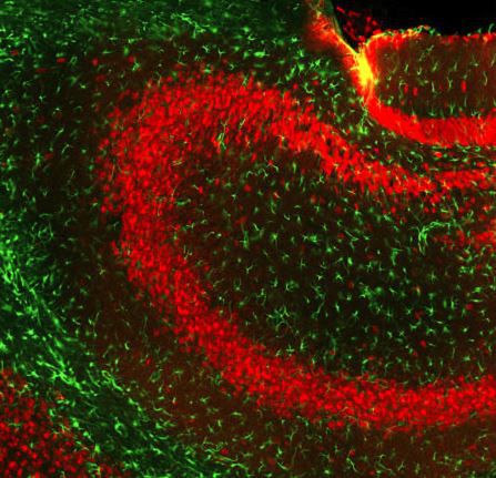 Reactivo IgG - GT22107 - Neuromics - para la investigación científica / para western blot / para inmunohistoquímica