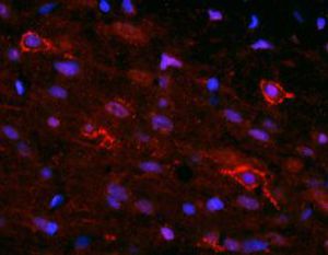 Reactivo IgG - RA14133 - Neuromics - para la investigación científica / para inmunohistoquímica / para inmunofluorescencia
