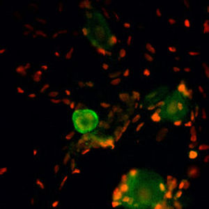 Reactivo IgG - RA14135 - Neuromics - para la investigación científica / para inmunohistoquímica / líquido