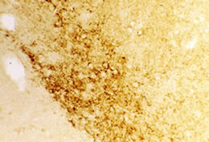 Reactivo IgG - RA20072 - Neuromics - para la investigación científica / para inmunohistoquímica / liofilizado