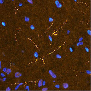 Reactivo IgG - RA21026 - Neuromics - para inmunohistoquímica / para inmunofluorescencia / para inmunocitoquímica