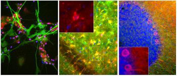 Reactivo IgG - MO22135 - Neuromics - para la investigación científica / para western blot / para inmunofluorescencia