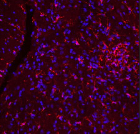 Reactivo anticuerpos - CH22134 - Neuromics - para la investigación científica / para western blot / para inmunohistoquímica
