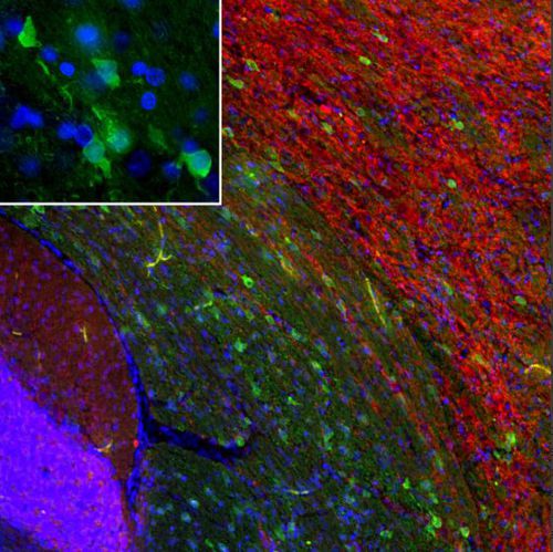 Reactivo IgG - MO22196 - Neuromics - para western blot / para inmunofluorescencia / para inmunocitoquímica