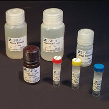 Kit de prueba para la investigación - LS-K297 - LifeSpan BioSciences - para la detección de medicamentos / AST / de NAD