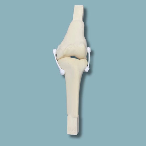 Modelo anatómico de rodilla - 04-17-01 - ADDIDREAM - de cirugía / con trauma / de espuma
