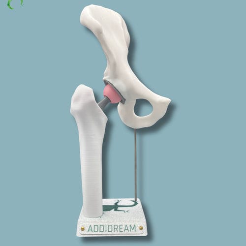 Modelo anatómico de cadera - 07-AA-01 - ADDIDREAM - de hemipelvis / de fémur / de demostración