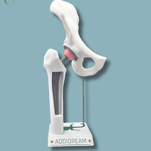 Modelo anatómico de cadera - 07-AB-01 - ADDIDREAM - de hemipelvis / de fémur / de demostración