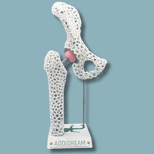 Modelo anatómico de cadera - 07-AD-01 - ADDIDREAM - de hemipelvis / de fémur / de demostración