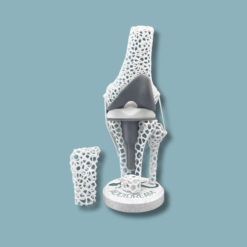 Modelo anatómico de rodilla - 04-AF-01 - ADDIDREAM - de tibia / de fémur / de demostración
