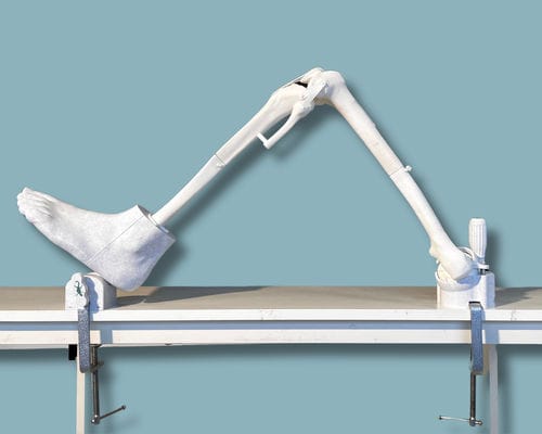 Modelo anatómico de rodilla - 04-25-01 - ADDIDREAM - de pie / para cirugía ortopédica / de formación