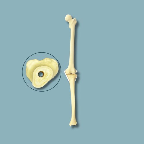 Modelo anatómico de rodilla - 04-04-03 - ADDIDREAM - de cirugía / de formación / de espuma