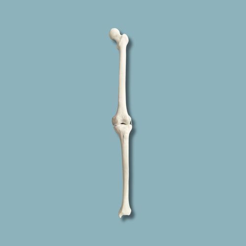 Modelo anatómico de rodilla - 04-02-02 - ADDIDREAM - de cirugía / de formación / de plástico
